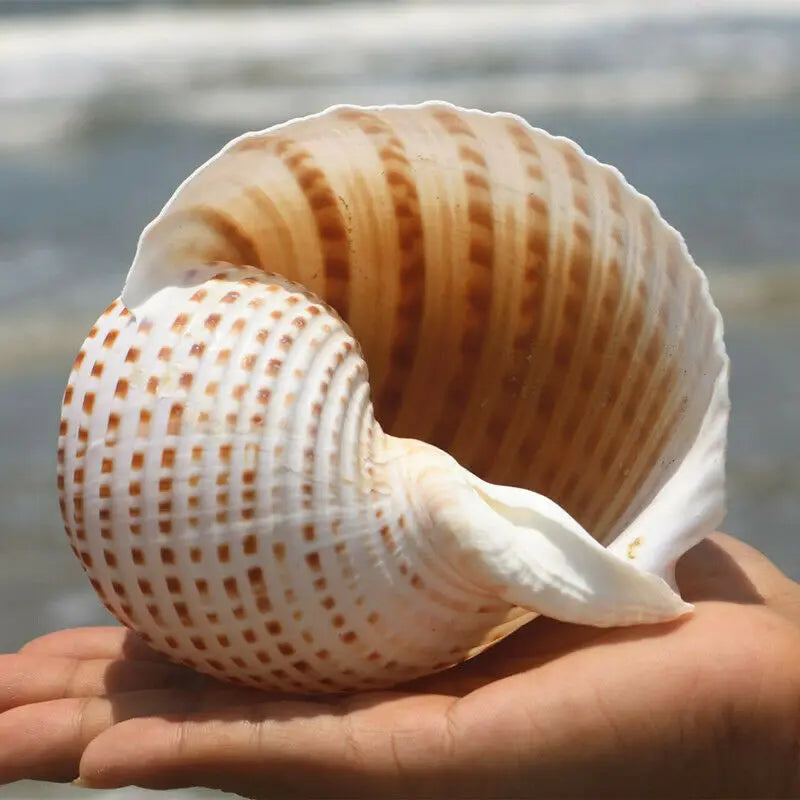 Large Natural Sea Shells Beach Shell Specimen for Fish Tank Fishing Net Nautical Home Decor Wedding Party Decor Crafts