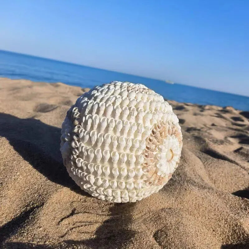Times Come and Go Natural Conch Shells Handicrafts Creative Home Transfer Beads Decoration Surprise Gifts Home Decor Garden