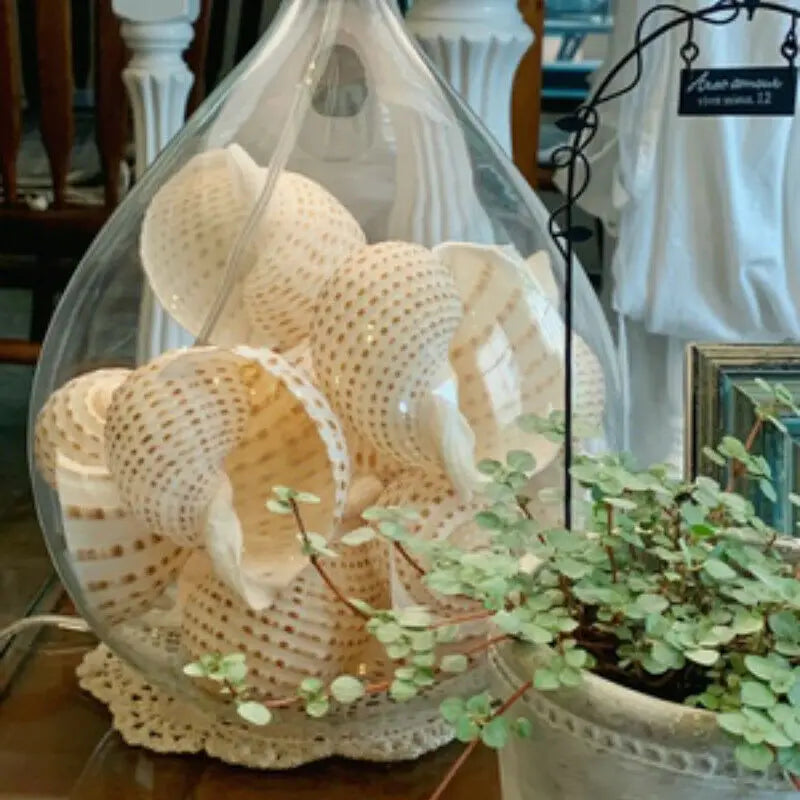 Large Natural Sea Shells Beach Shell Specimen for Fish Tank Fishing Net  Nautical Home Decor Wedding Party Decor Crafts