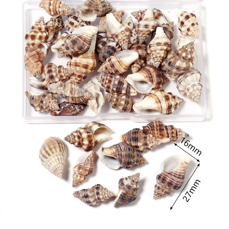 1 Box Sea Shells Spiral Shell Tiny Ocean Spiral Seashells Crafts Aquarium Decoration Landscaping Accessories Photography Props
