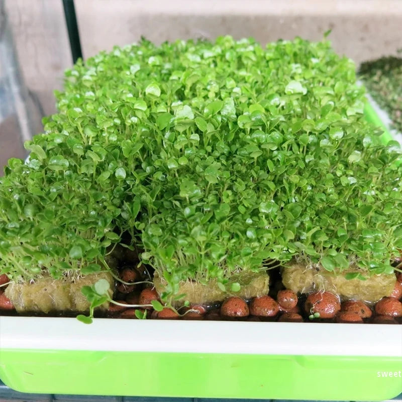 50/100/250Pcs Hydroponic Rockwool Growing Medium, Professional Soilless Cultivation Cubes for Seed Starting & Plant Propagation