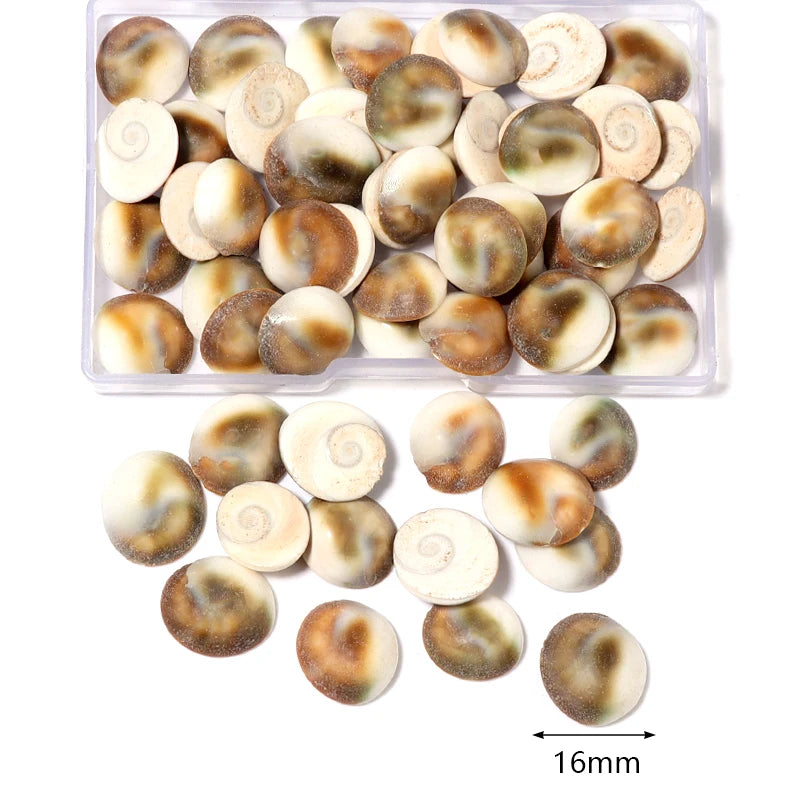 1 Box Sea Shells Spiral Shell Tiny Ocean Spiral Seashells Crafts Aquarium Decoration Landscaping Accessories Photography Props