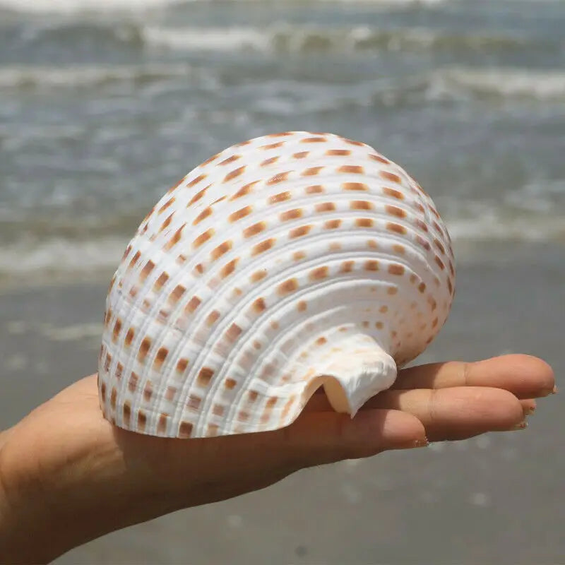 Large Natural Sea Shells Beach Shell Specimen for Fish Tank Fishing Net  Nautical Home Decor Wedding Party Decor Crafts