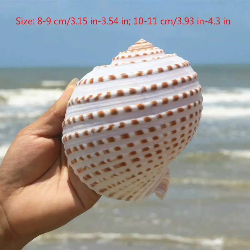 Large Natural Sea Shells Beach Shell Specimen for Fish Tank Fishing Net  Nautical Home Decor Wedding Party Decor Crafts