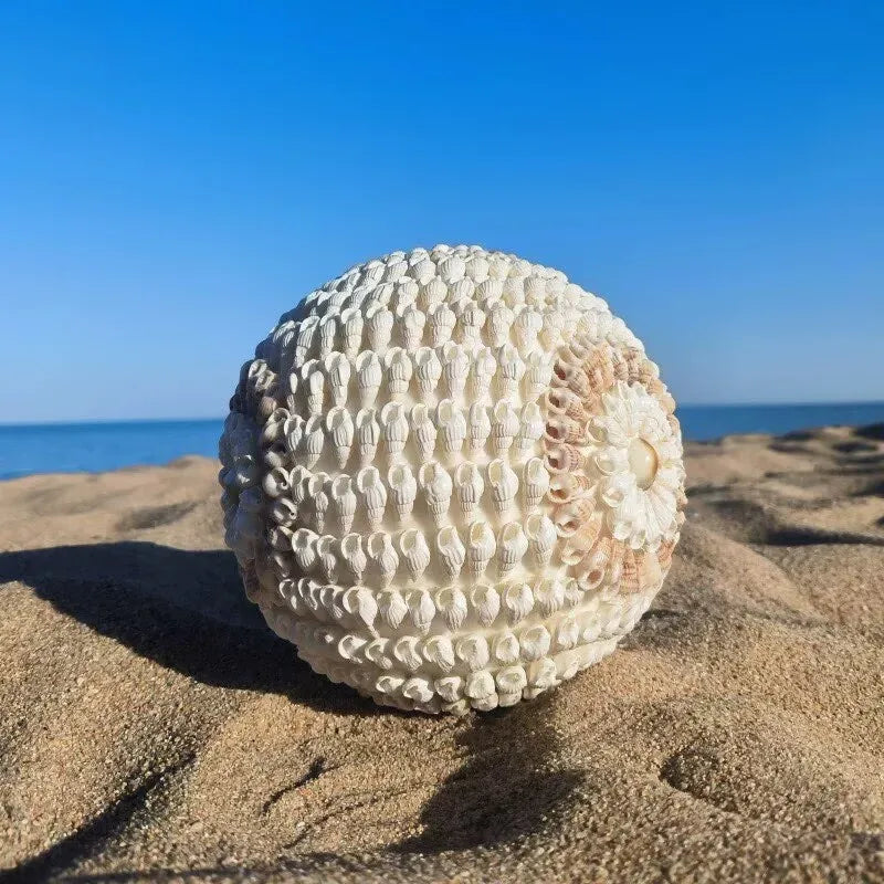 Times Come and Go Natural Conch Shells Handicrafts Creative Home Transfer Beads Decoration Surprise Gifts Home Decor Garden