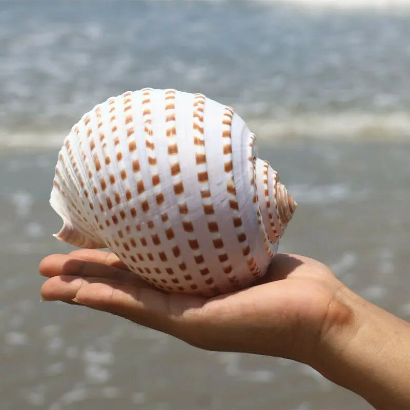 Large Natural Sea Shells Beach Shell Specimen for Fish Tank Fishing Net  Nautical Home Decor Wedding Party Decor Crafts