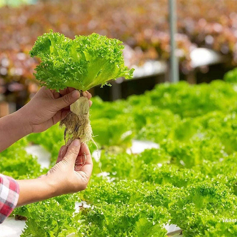 50/100/250Pcs Hydroponic Rockwool Growing Medium, Professional Soilless Cultivation Cubes for Seed Starting & Plant Propagation