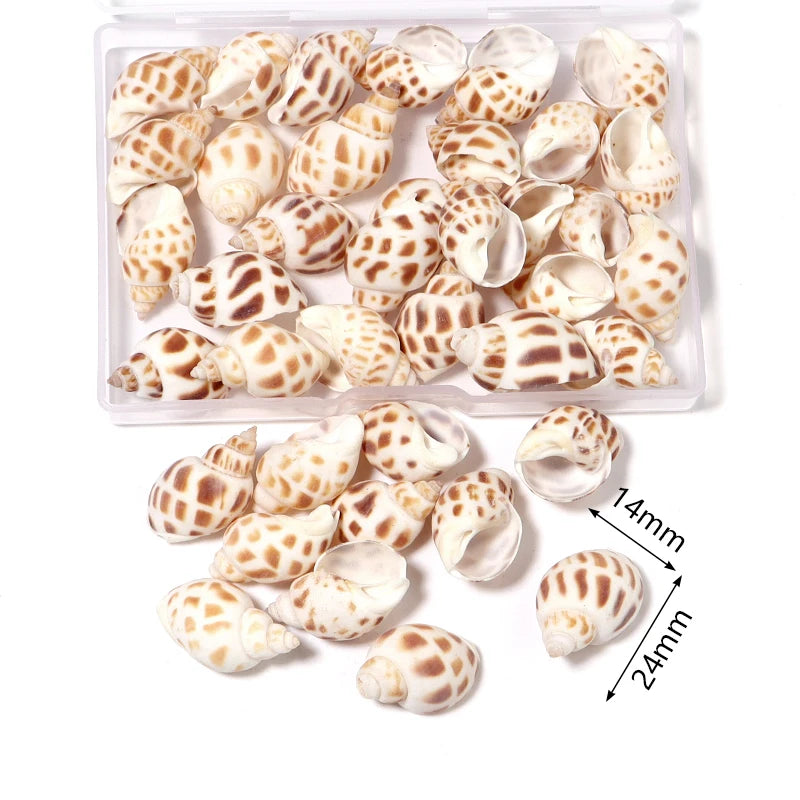 1 Box Sea Shells Spiral Shell Tiny Ocean Spiral Seashells Crafts Aquarium Decoration Landscaping Accessories Photography Props
