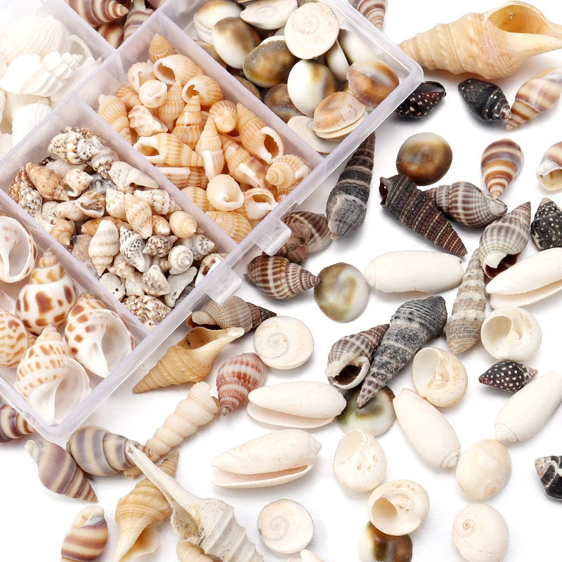 1 Box Sea Shells Spiral Shell Tiny Ocean Spiral Seashells Crafts Aquarium Decoration Landscaping Accessories Photography Props