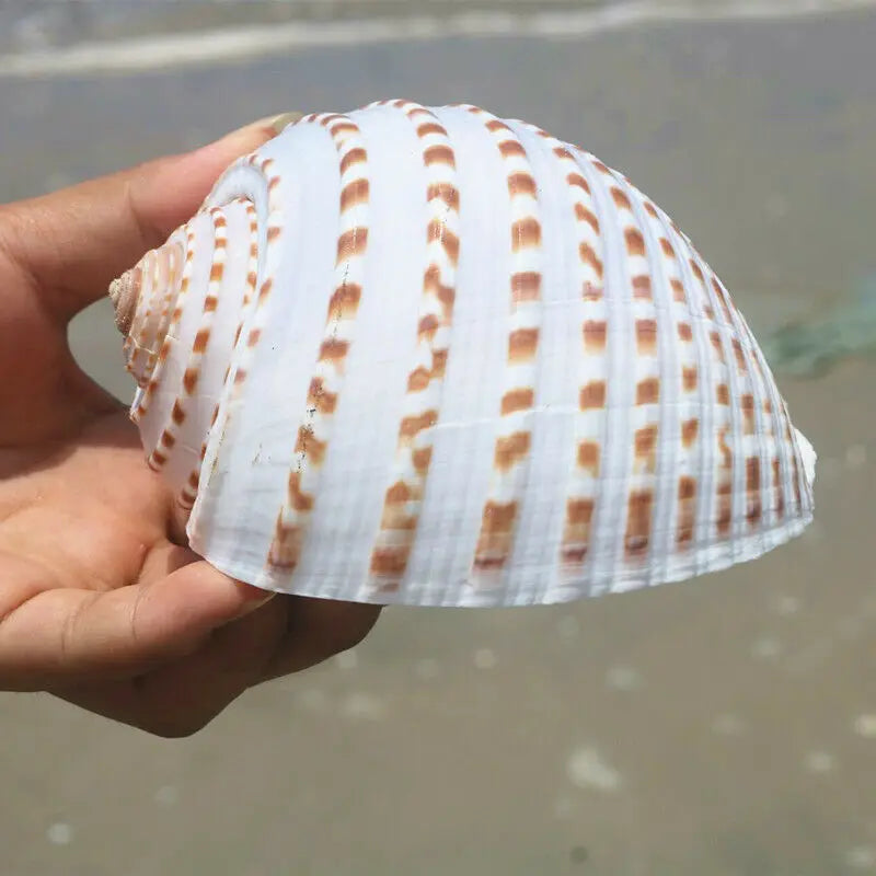 Large Natural Sea Shells Beach Shell Specimen for Fish Tank Fishing Net  Nautical Home Decor Wedding Party Decor Crafts