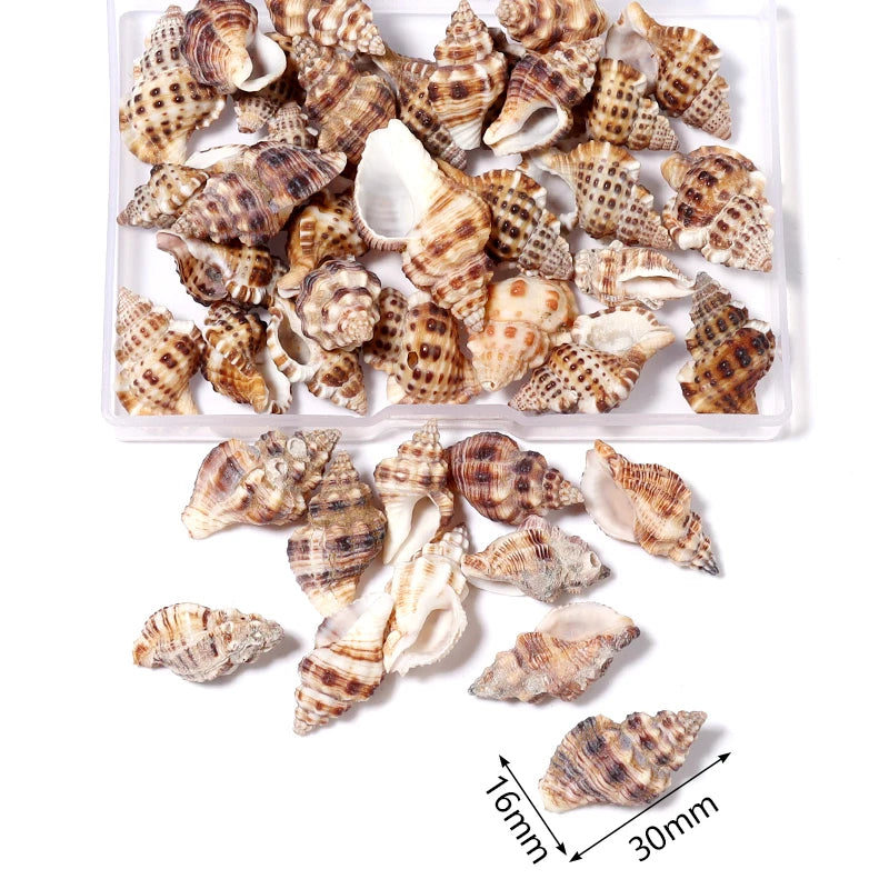 1 Box Sea Shells Spiral Shell Tiny Ocean Spiral Seashells Crafts Aquarium Decoration Landscaping Accessories Photography Props