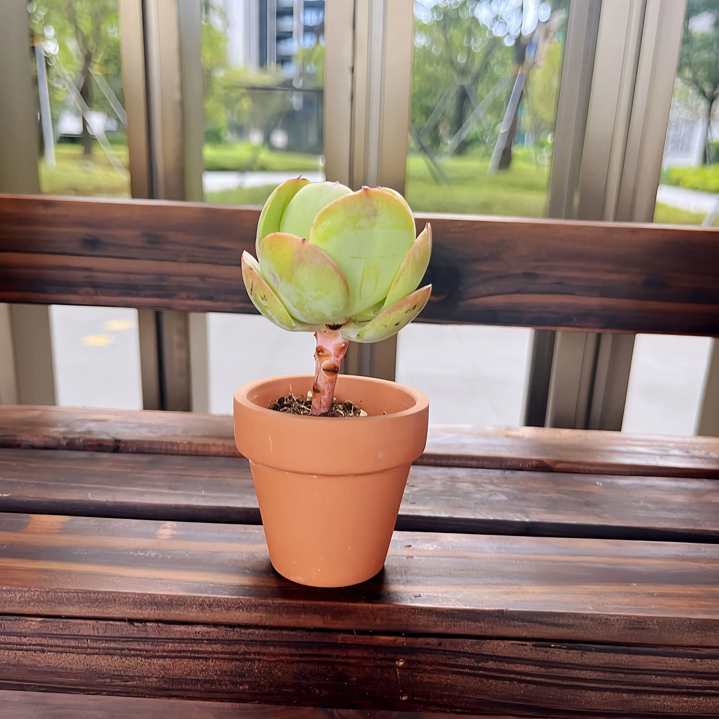 10 Pcs 2.2'' Terra Cotta Pots Pottery Planter Cactus Flower Pot Succulent Pot with Drainage Hole- Great for Plants,Crafts