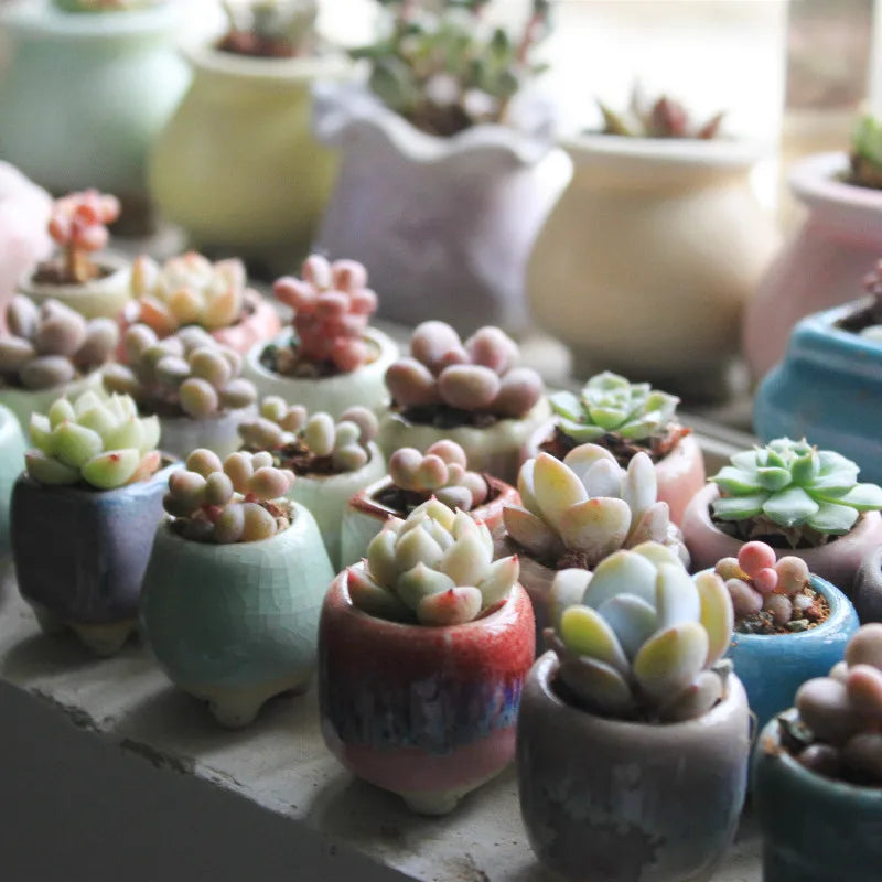 5/15pc Super Mini Succulent Flower Pot Coarse Ceramic Flow Glaze Ice Cracking Handmade Basin Breathable Minimalist Thumb Basin