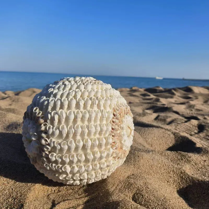 Times Come and Go Natural Conch Shells Handicrafts Creative Home Transfer Beads Decoration Surprise Gifts Home Decor Garden