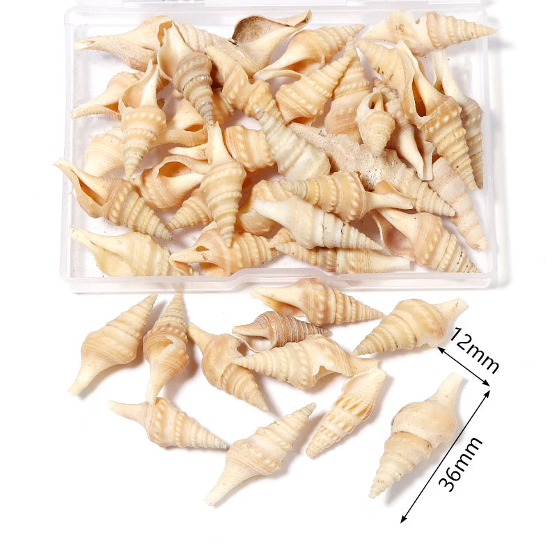 1 Box Sea Shells Spiral Shell Tiny Ocean Spiral Seashells Crafts Aquarium Decoration Landscaping Accessories Photography Props