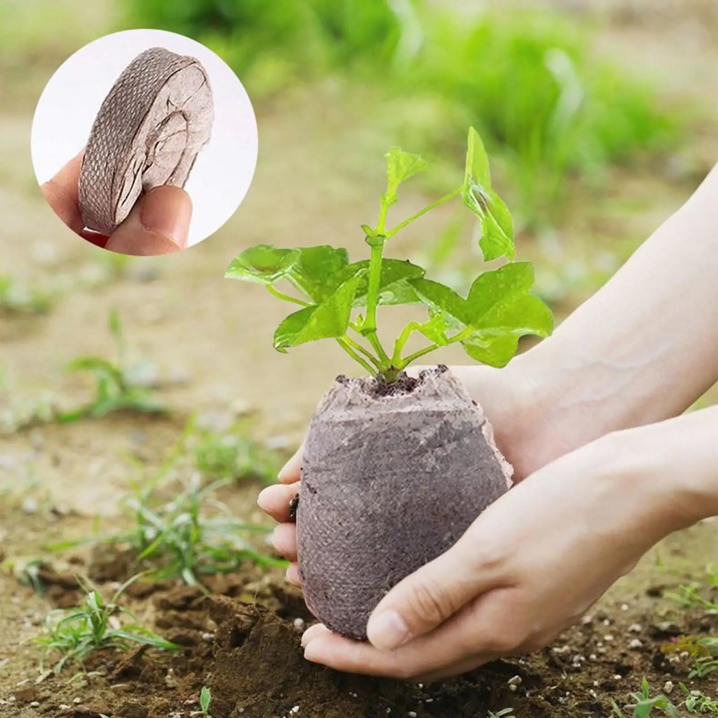 100Pcs 30mm Peat Pellets With Trays Seed Starting Soil Pellets For Indoor Outdoor Gardening Hydroponic Vegetable Flower Bed Farm