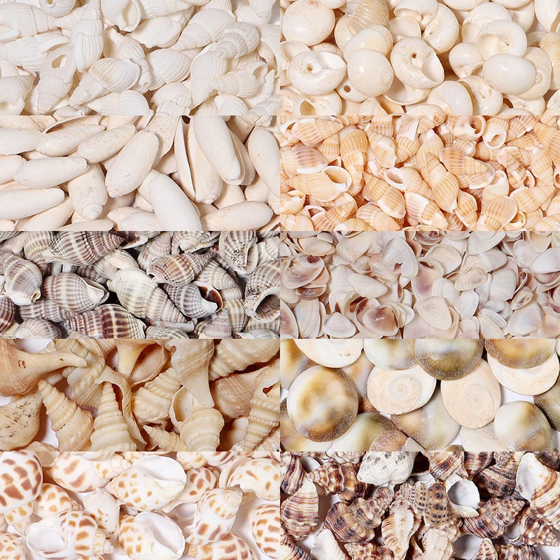1 Box Sea Shells Spiral Shell Tiny Ocean Spiral Seashells Crafts Aquarium Decoration Landscaping Accessories Photography Props