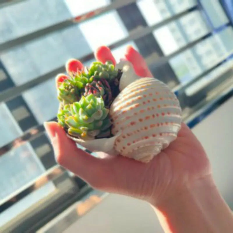 Large Natural Sea Shells Beach Shell Specimen for Fish Tank Fishing Net  Nautical Home Decor Wedding Party Decor Crafts