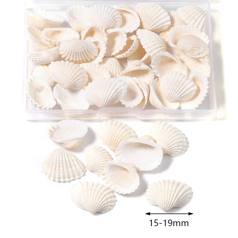 1 Box Sea Shells Spiral Shell Tiny Ocean Spiral Seashells Crafts Aquarium Decoration Landscaping Accessories Photography Props