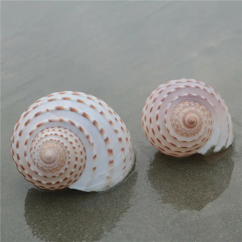 Large Natural Sea Shells Beach Shell Specimen for Fish Tank Fishing Net  Nautical Home Decor Wedding Party Decor Crafts